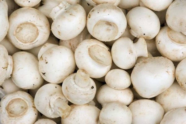 قارچ 1000گرمی فله ای