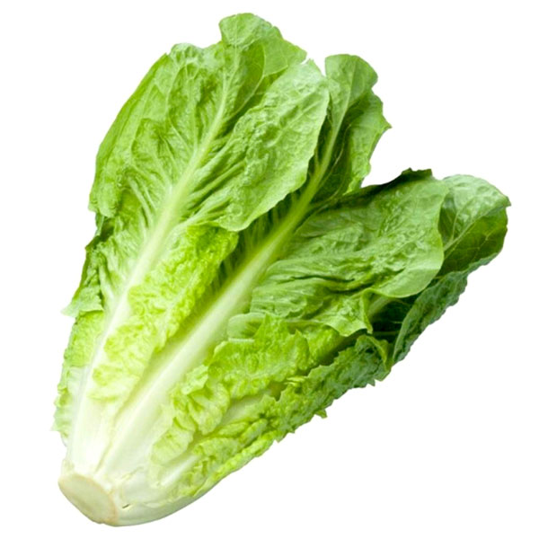کاهو تازه تره بار