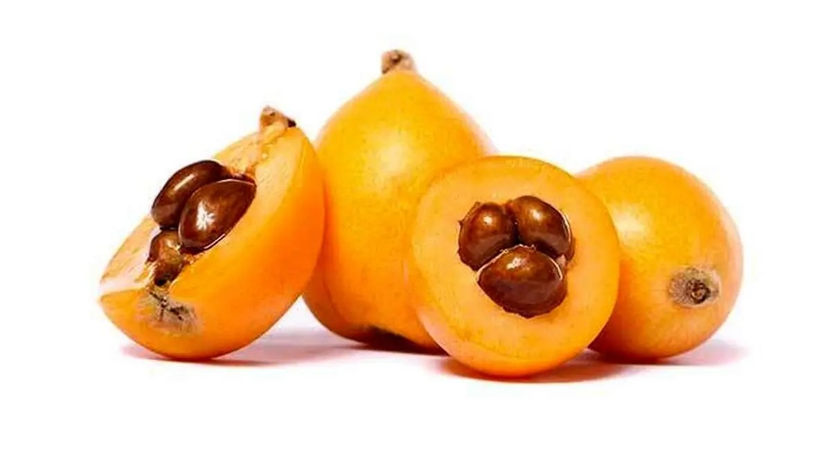 ازگیل میوه