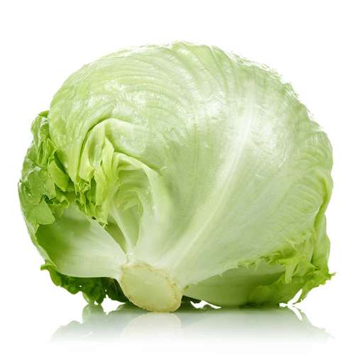کاهو پیچ تازه تربار