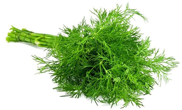 سبزی شوید
