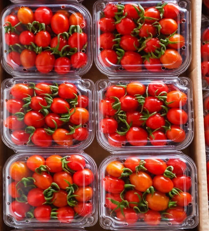 گوجه گیلاسی ارگانیک
