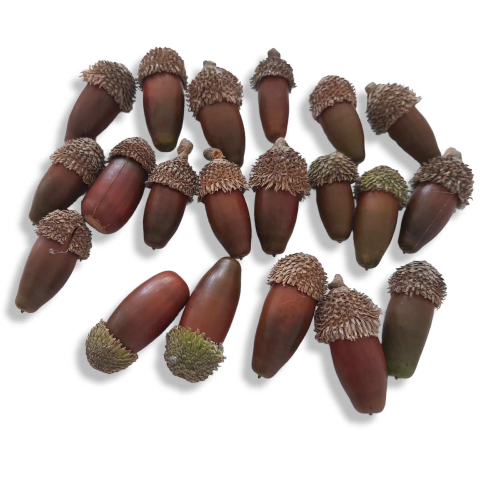 میوه بلوط 300 گرمی